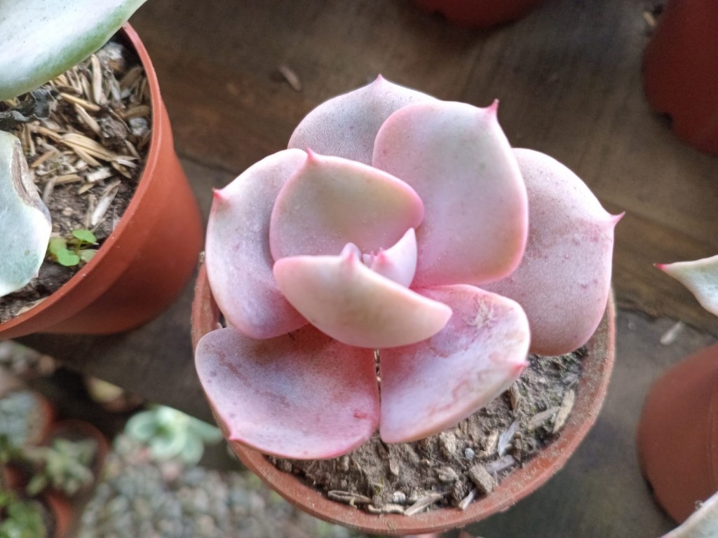 Foto: Viveros en cañon del Guarco, sobre ruta Nacional 2 - Cañon del Guarco (Cartago), Costa Rica