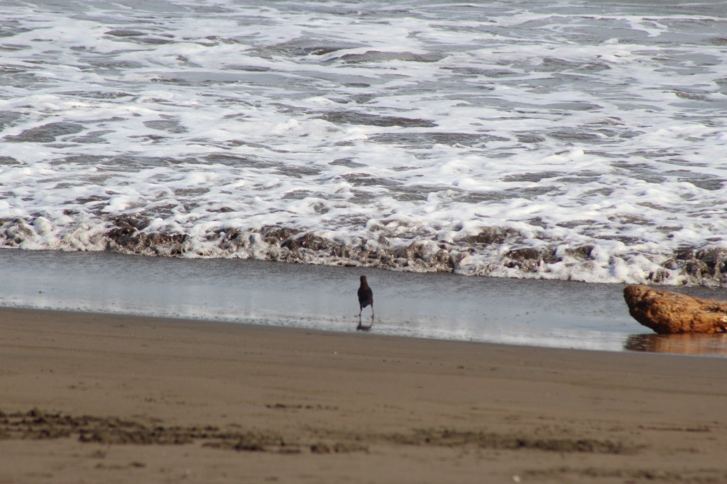 Foto de Playa central (Puntarenas), Costa Rica