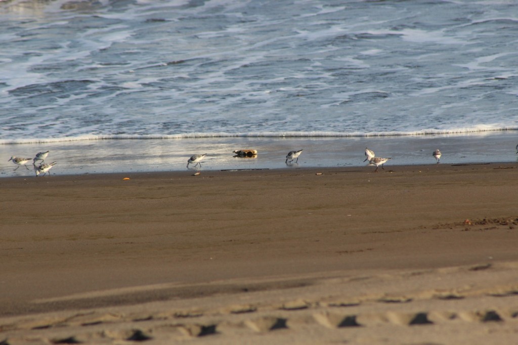 Foto de Playa central (Puntarenas), Costa Rica