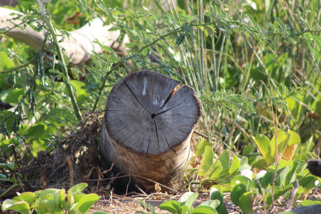 Foto de Playa central (Puntarenas), Costa Rica