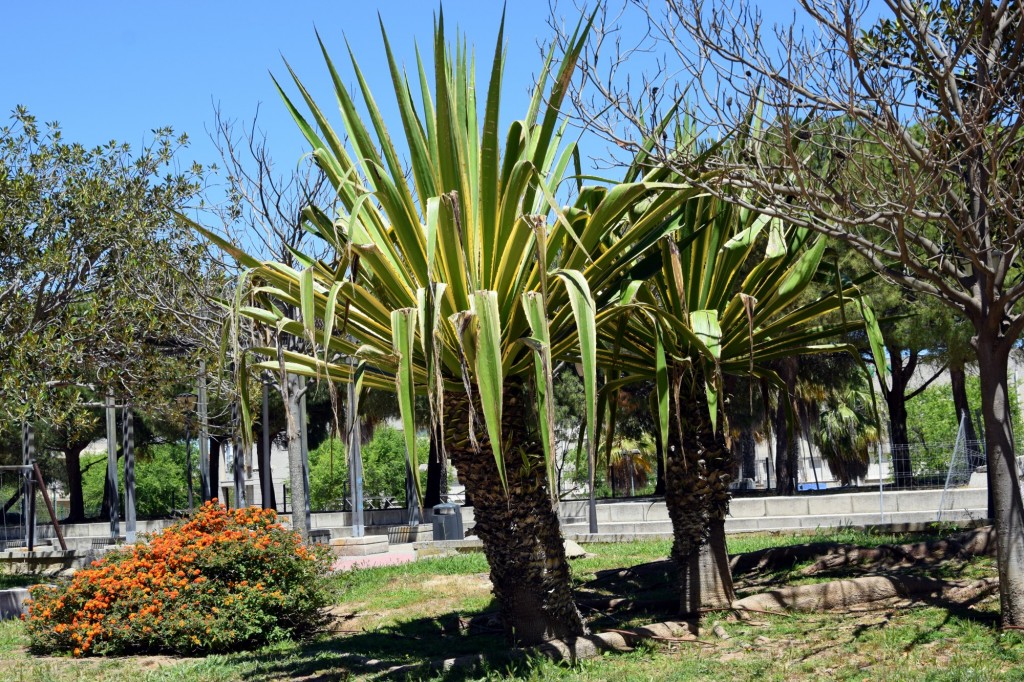 Foto: Palmera de jardín - Cádiz (Andalucía), España