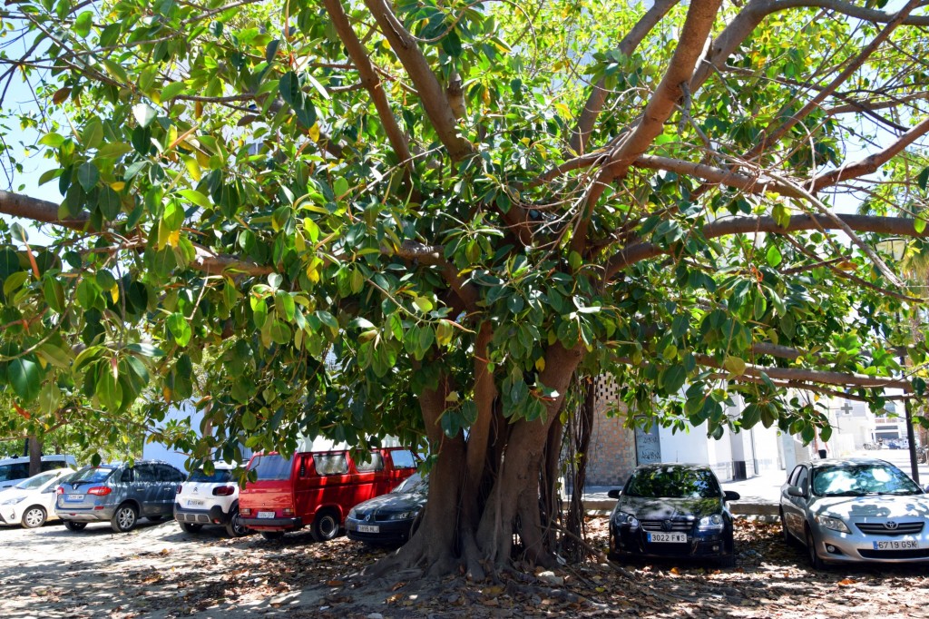 Foto: Ficus - Cádiz (Andalucía), España
