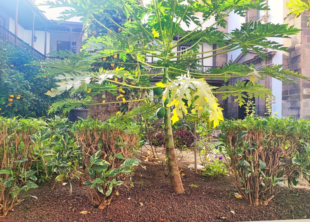 Foto: Patio de los Naranjos - Las Palmas de Gran Canaria (Las Palmas), España