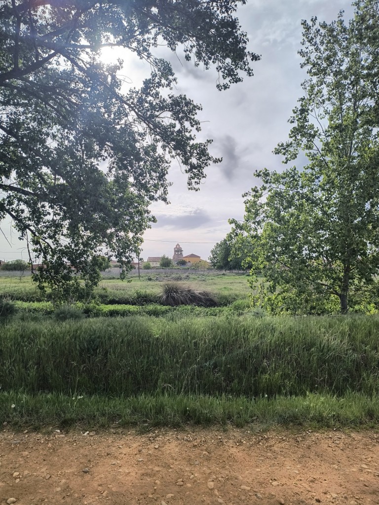 Foto: entre las ramas - Zuares del Páramo (León), España