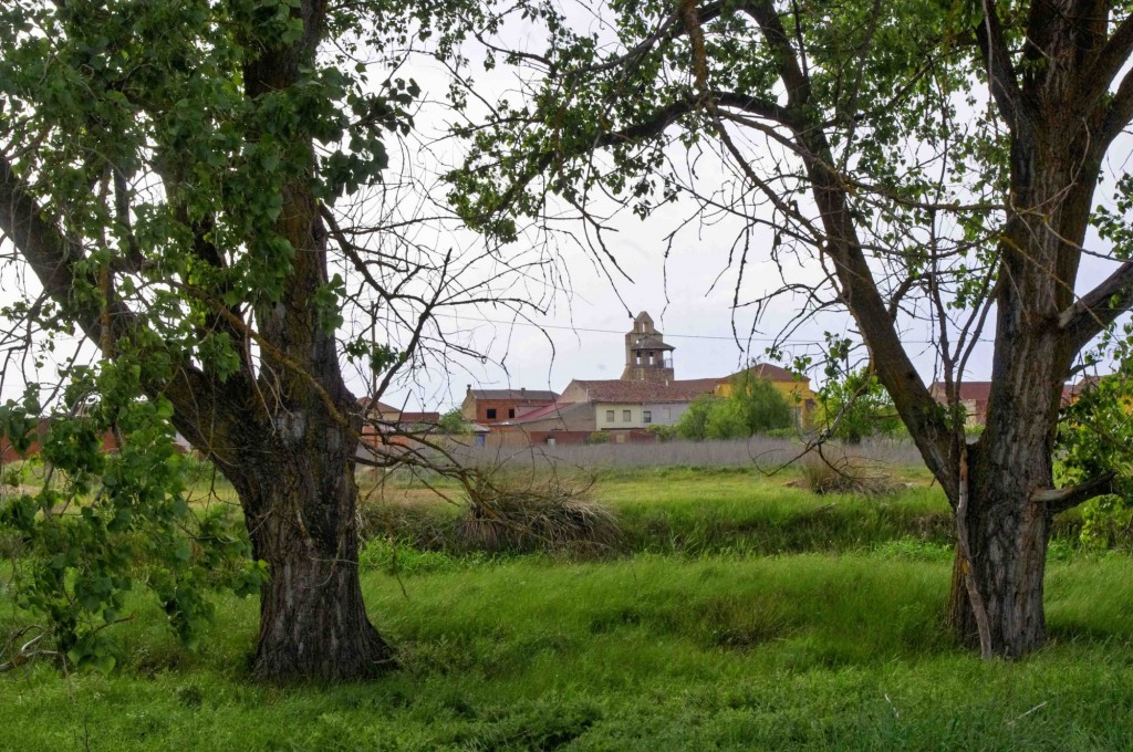 Foto: entre los chopos - Zuares del Páramo (León), España