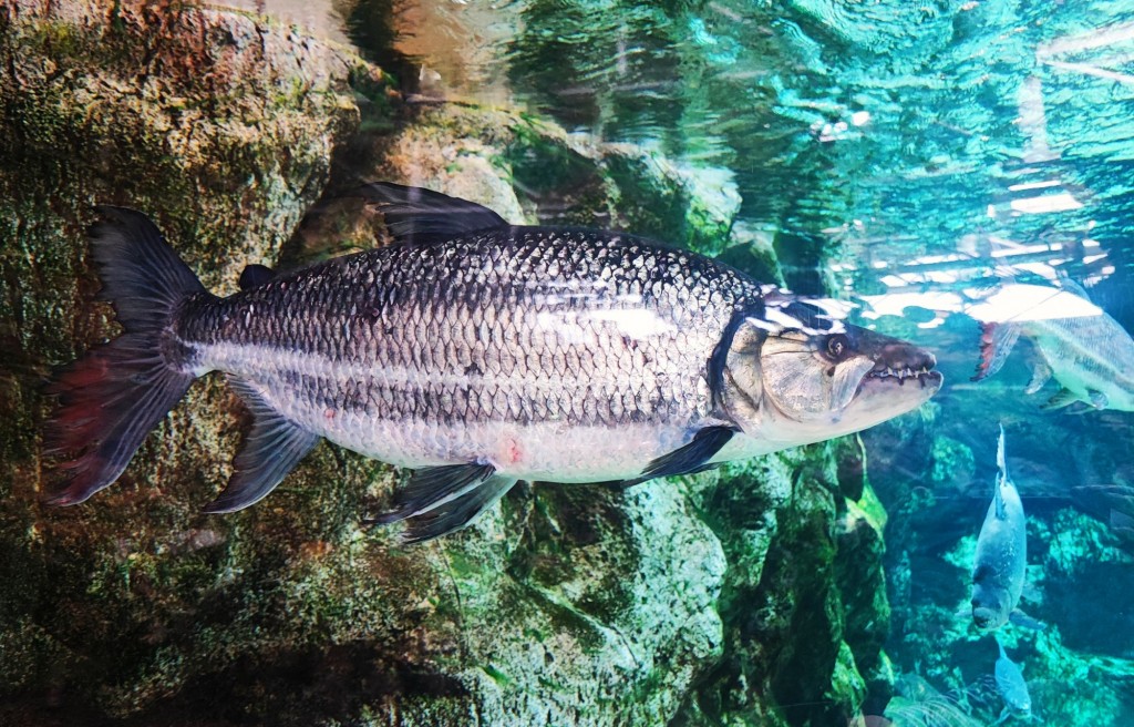 Foto: Acuario Poema del Mar - Las Palmas de Gran Canaria (Las Palmas), España