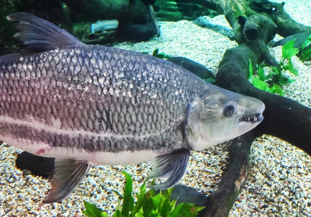 Foto: Acuario Poema del Mar - Las Palmas de Gran Canaria (Las Palmas), España