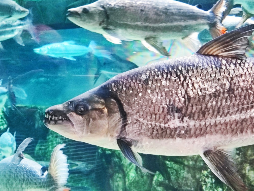 Foto: Acuario Poema del Mar - Las Palmas de Gran Canaria (Las Palmas), España