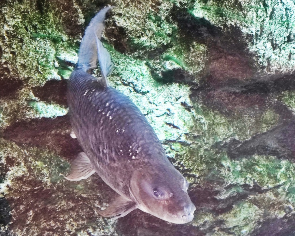 Foto: Acuario Poema del Mar - Las Palmas de Gran Canaria (Las Palmas), España