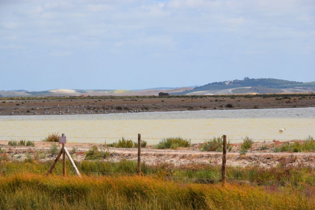 Foto: Lucio de Grabiela Honda - Trebujena (Cádiz), España
