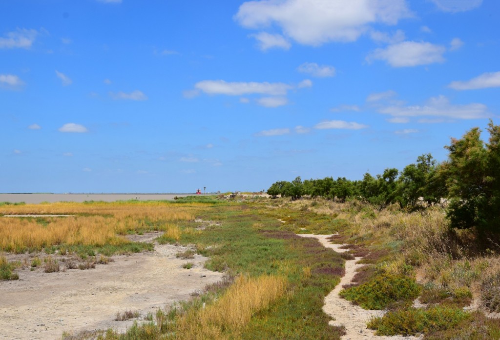 Foto: Orillas del Guadalquivir - Trebujena (Cádiz), España