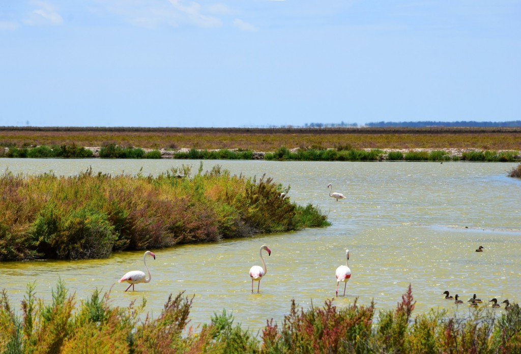 Foto: Recodos de marismas - Trebujena (Cádiz), España