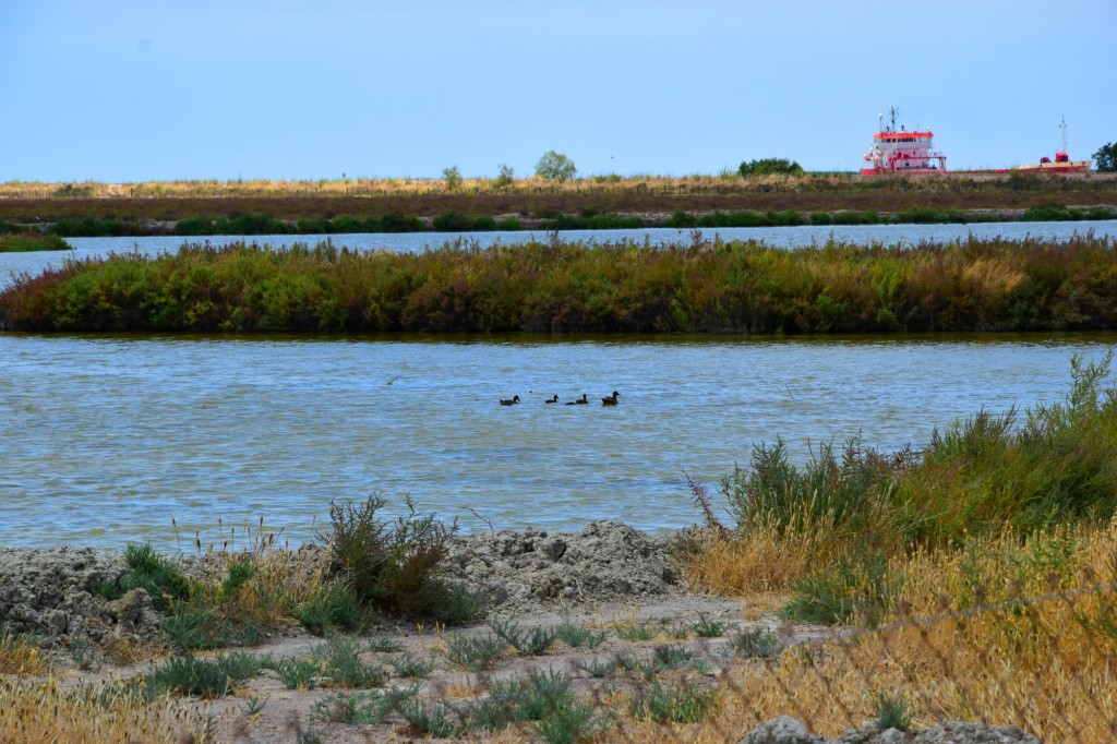 Foto: Estero de Manego - Trebujena (Cádiz), España