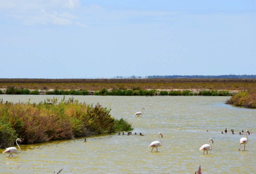 Foto: Lucio Laeras - Trebujena (Cádiz), España