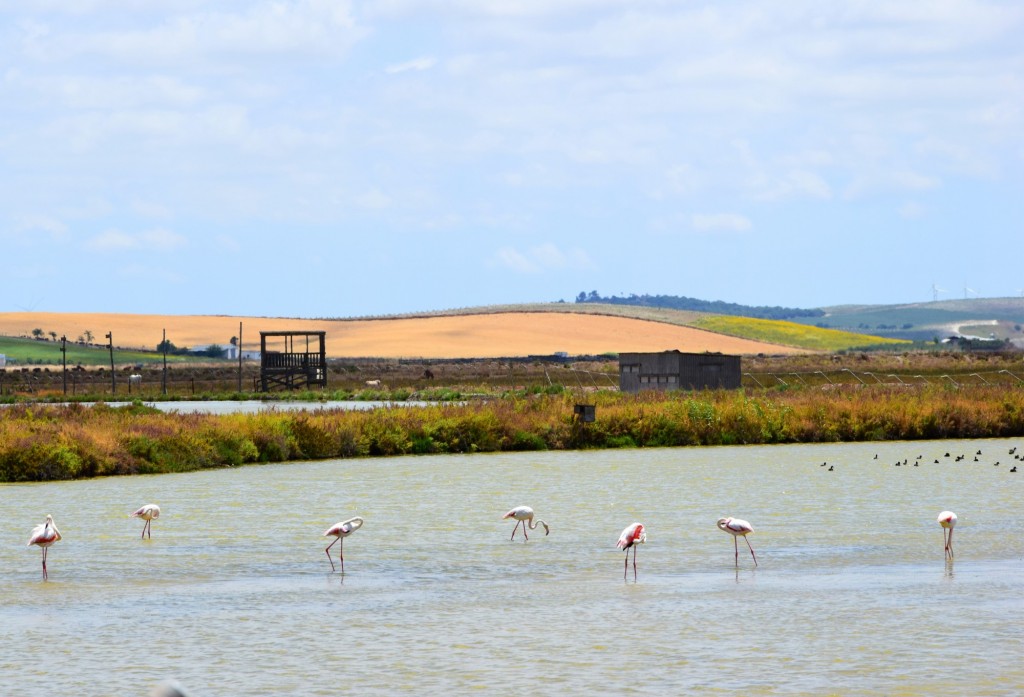 Foto: Flamencos - Trebujena (Cádiz), España