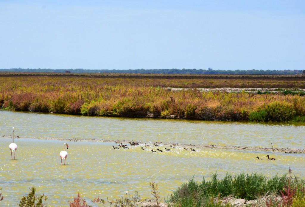 Foto: La naturaleza en armonía - Trebujena (Cádiz), España