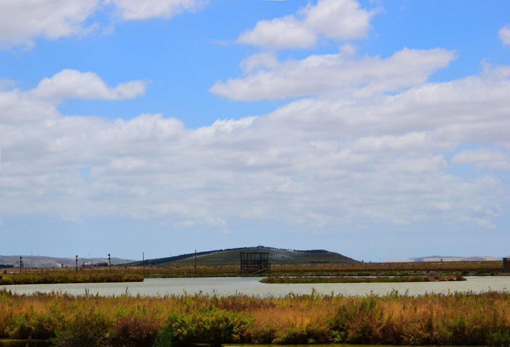 Foto: Plataforma de avistamiento de aves - Trebujena (Cádiz), España