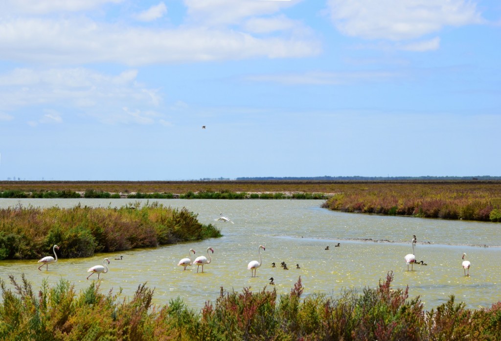 Foto: Estuarios del Guadalquivir - Trebujena (Cádiz), España