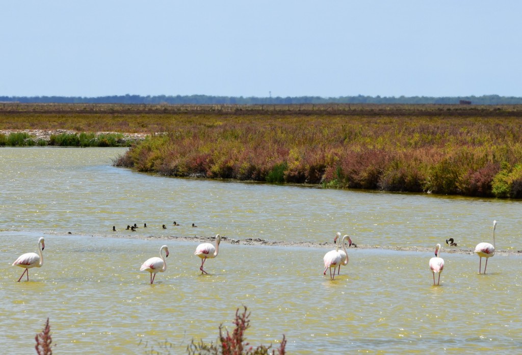 Foto: Avistamientos de aves - Trebujena (Cádiz), España