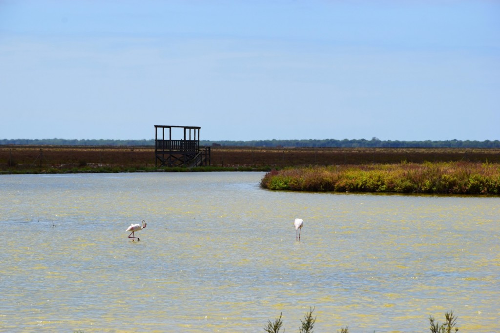 Foto: Humedales - Trebujena (Cádiz), España