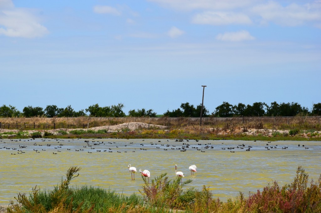 Foto: Caño de la Esparraguera - Trebujena (Cádiz), España