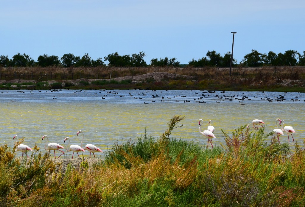 Foto: Codo de las Esparragueras - Trebujena (Cádiz), España