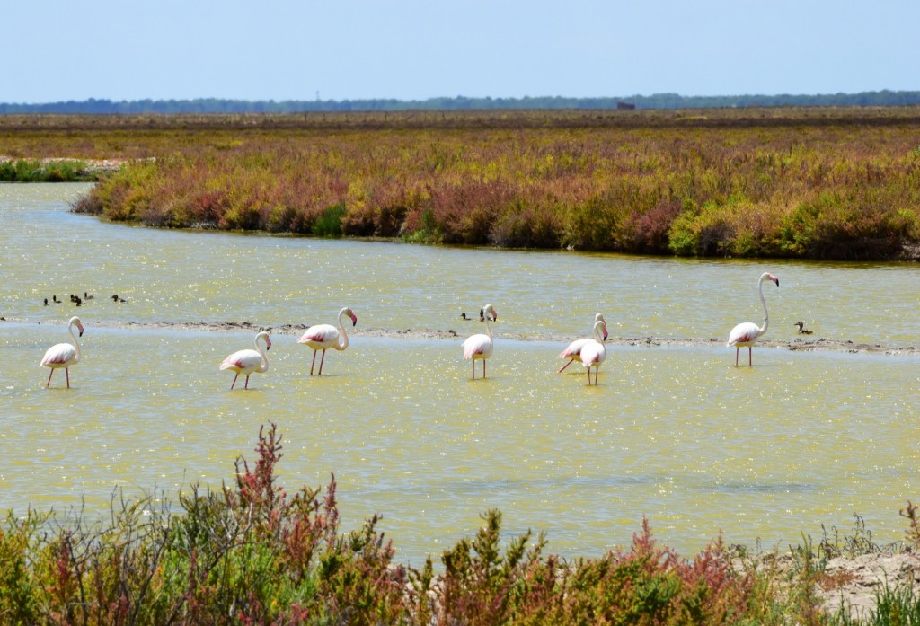 Foto: Lugar de observ ación de Flamencos , patos etc - Trebujena (Cádiz), España