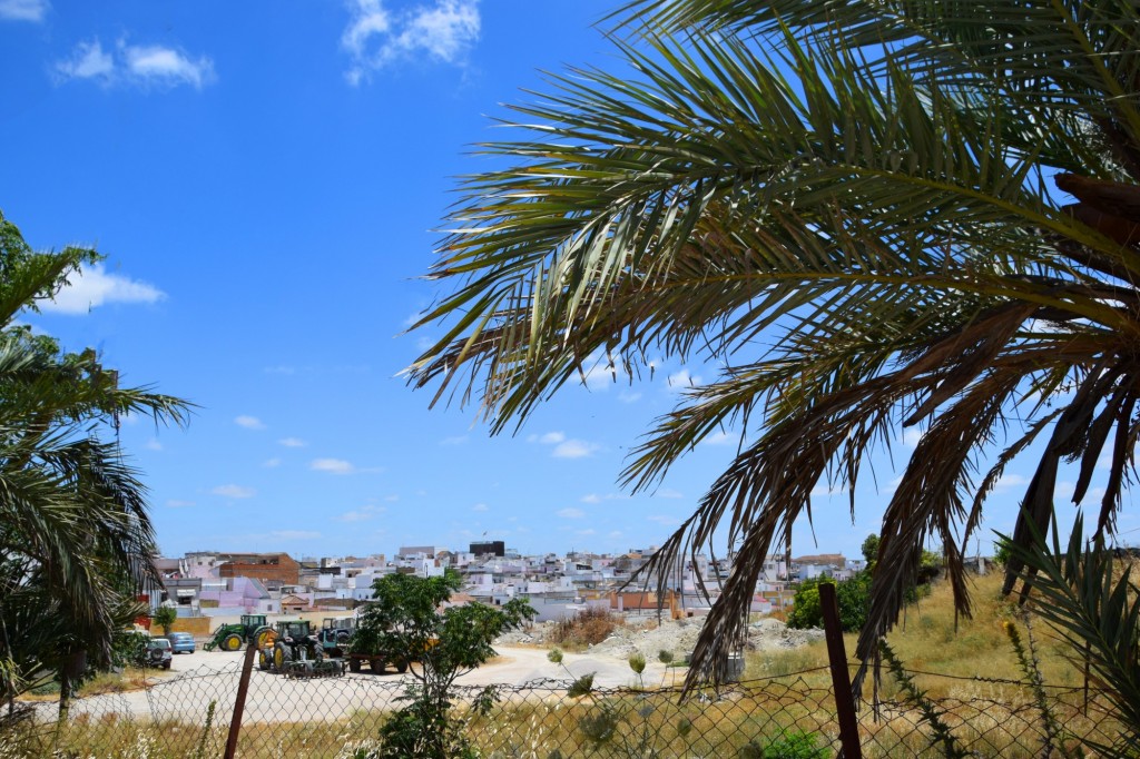 Foto: Entre palmeras - Trebujena (Cádiz), España