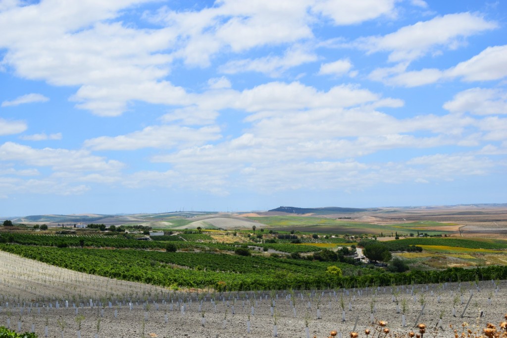 Foto: Hijuela del Duque - Trebujena (Cádiz), España