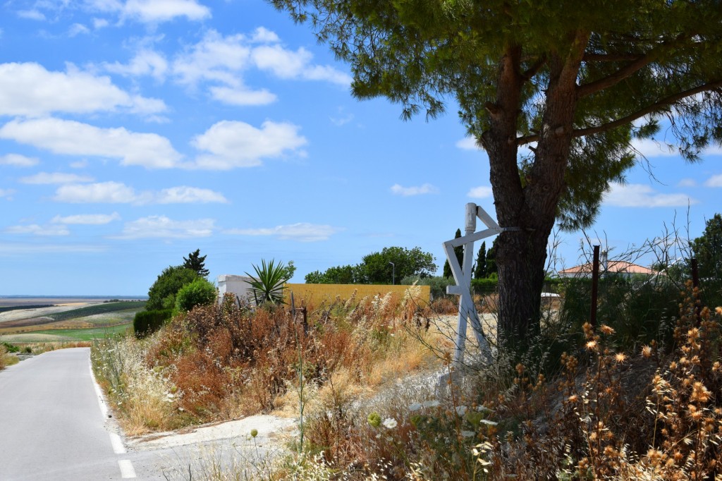 Foto: Mayeto del árbol - Trebujena (Cádiz), España