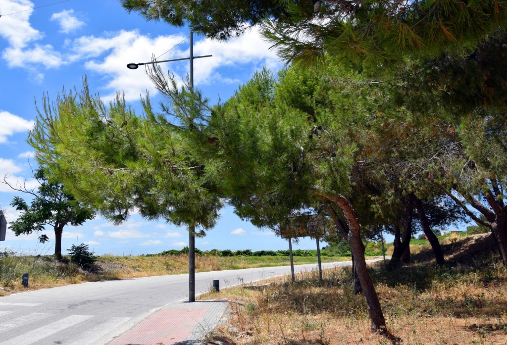 Foto: Camino al Río Guadalquivir - Trebujena (Cádiz), España
