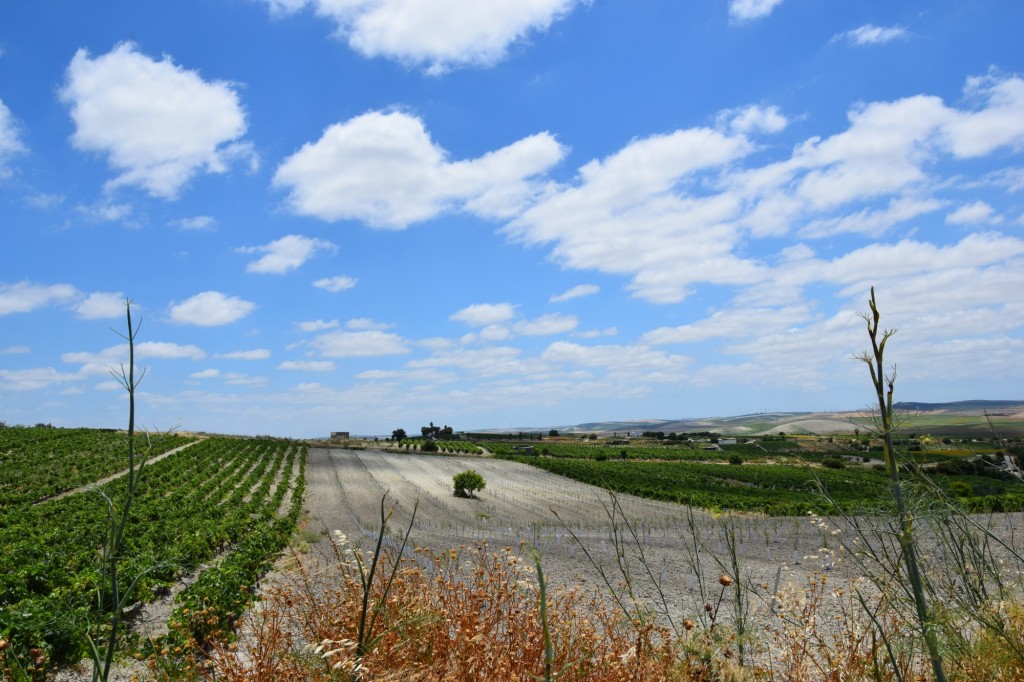 Foto: Monte Valdepalacios - Trebujena (Cádiz), España