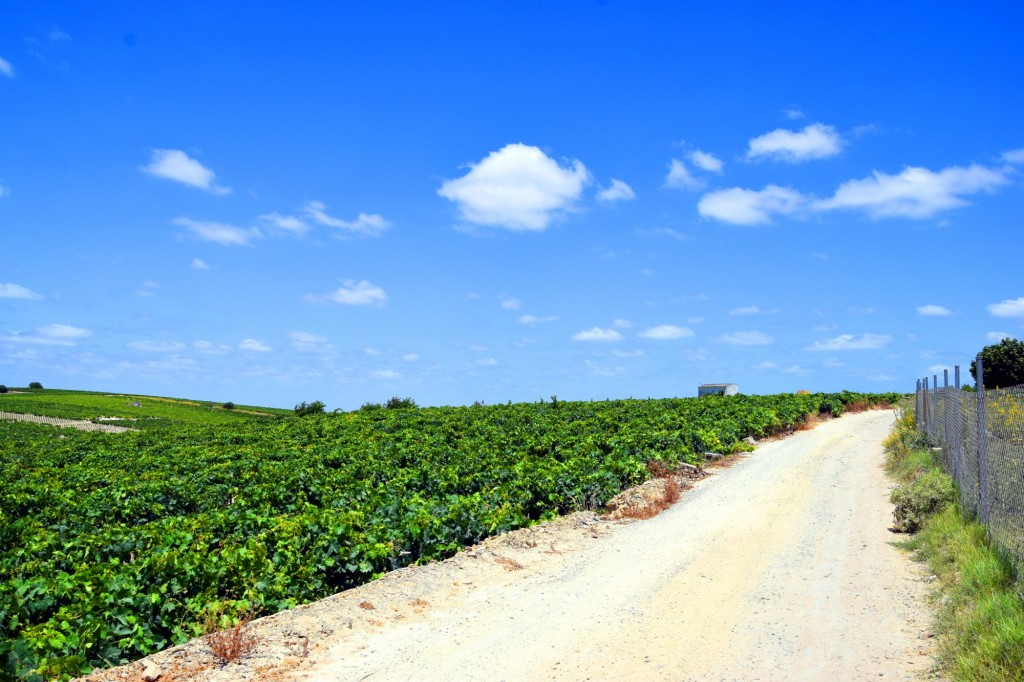 Foto: Camino y cortafuegos - Trebujena (Cádiz), España