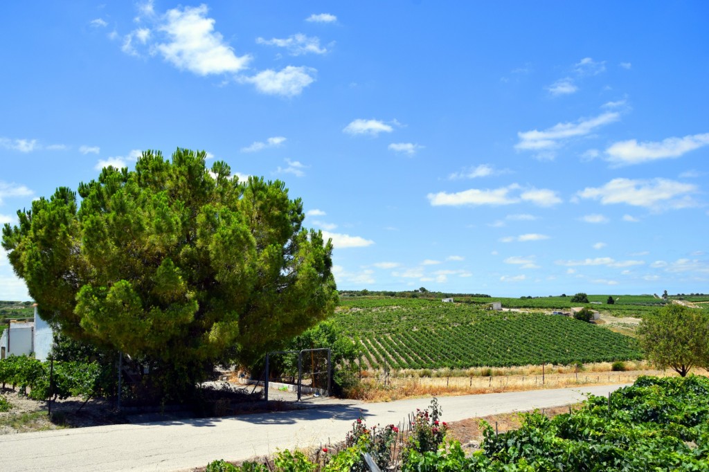 Foto: Hijuela de la Raza - Trebujena (Cádiz), España