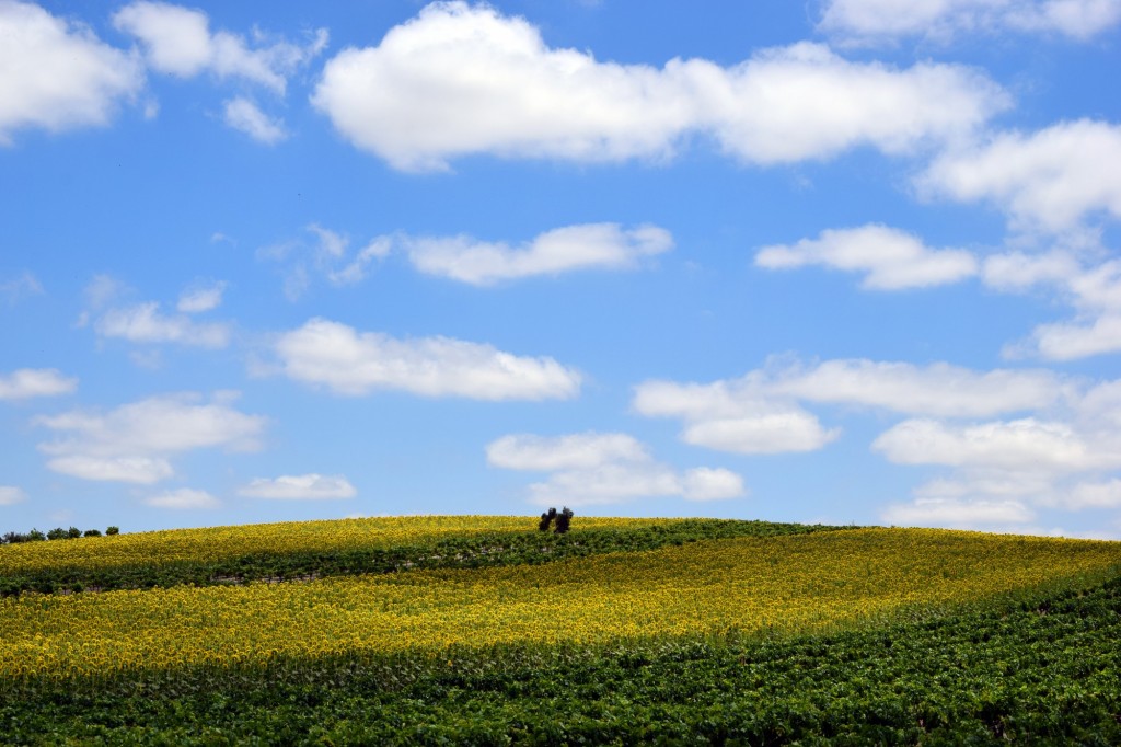 Foto: Plantaciones de Helianthus annuus - Trebujena (Cádiz), España