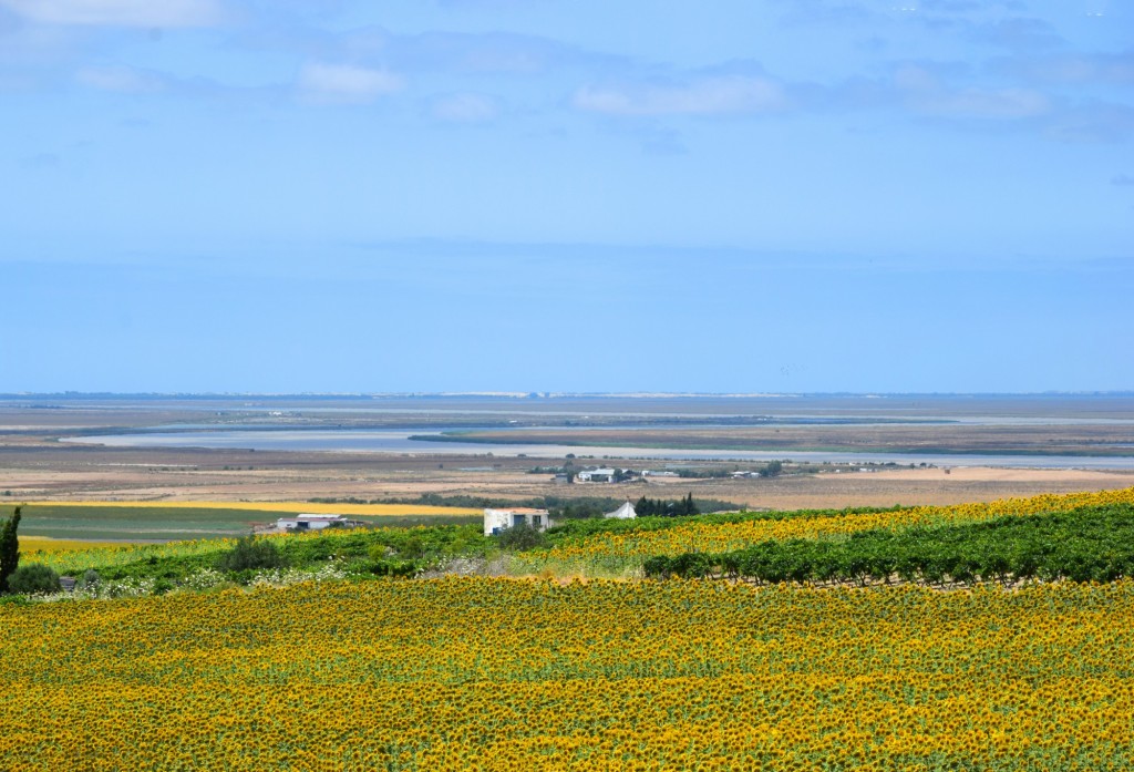 Foto: Al fondo el Guadalquivir - Trebujena (Cádiz), España
