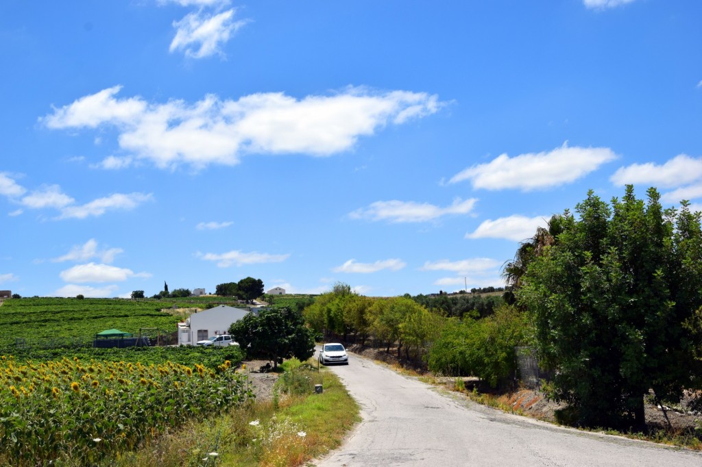 Foto: Las higueras - Trebujena (Cádiz), España