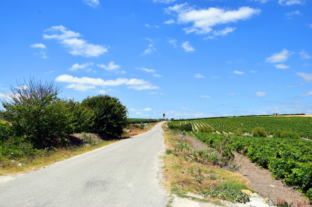 Foto: Carretera circunvalación - Trebujena (Cádiz), España