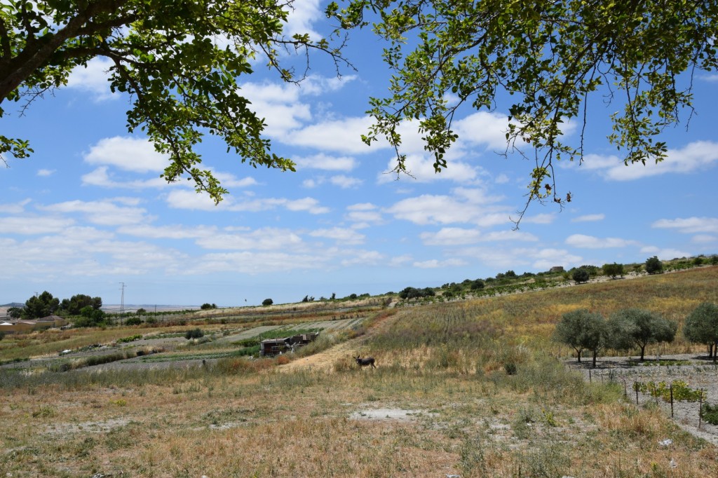 Foto: La campiña - Trebujena (Cádiz), España