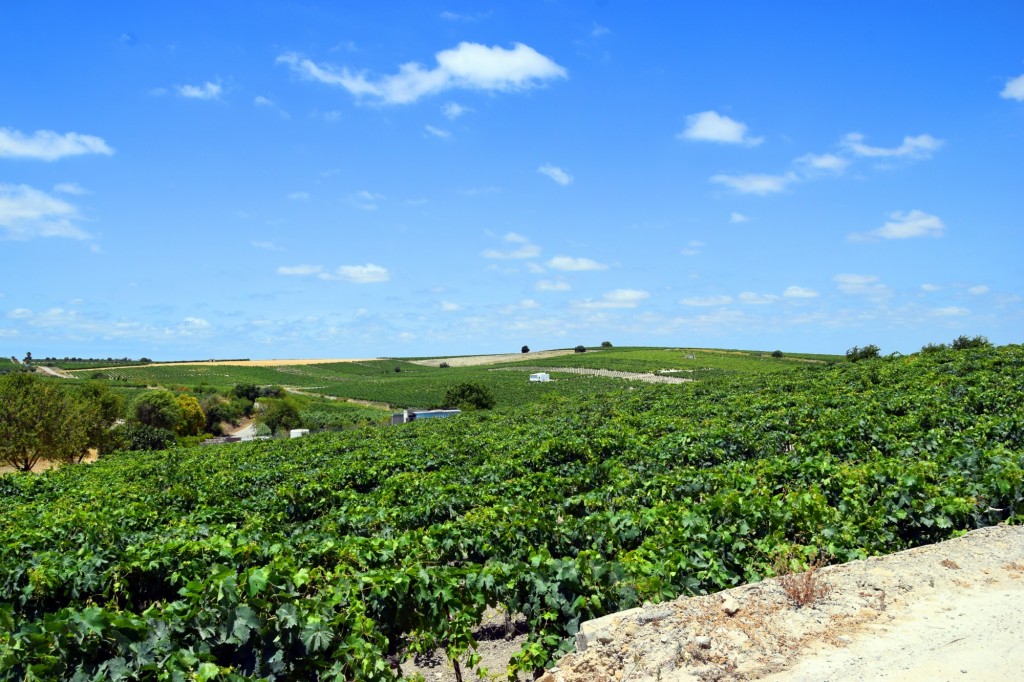 Foto: Pago de Peña Horadada - Trebujena (Cádiz), España