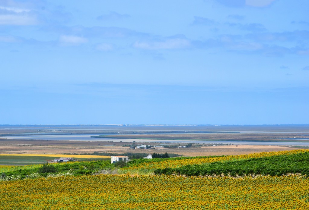 Foto: Pagos de  Atajara y La Noria - Trebujena (Cádiz), España