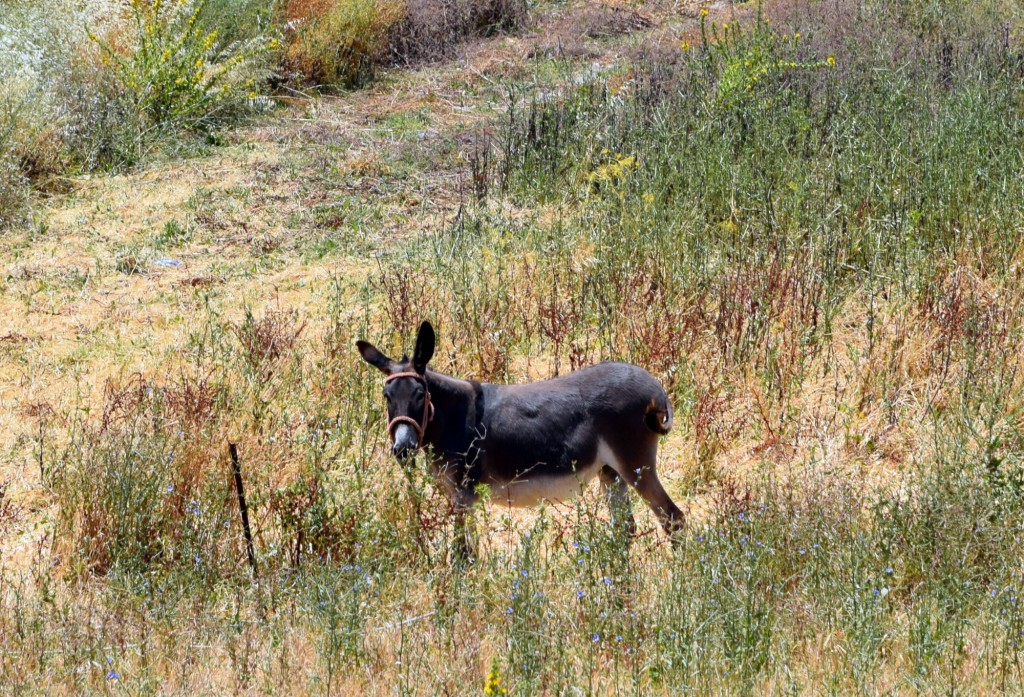 Foto: Solitario y curioso - Trebujena (Cádiz), España