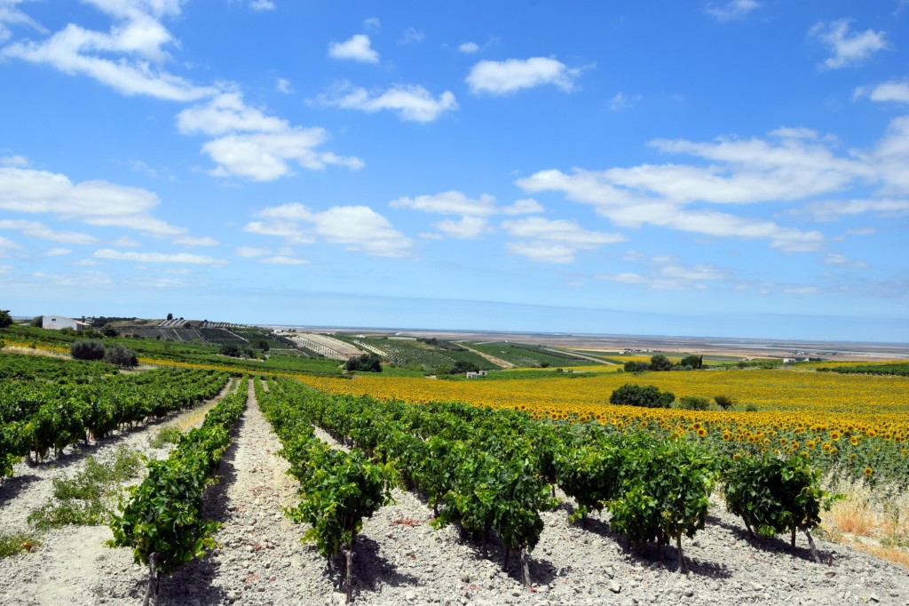 Foto: Perfectamente alineados - Trebujena (Cádiz), España