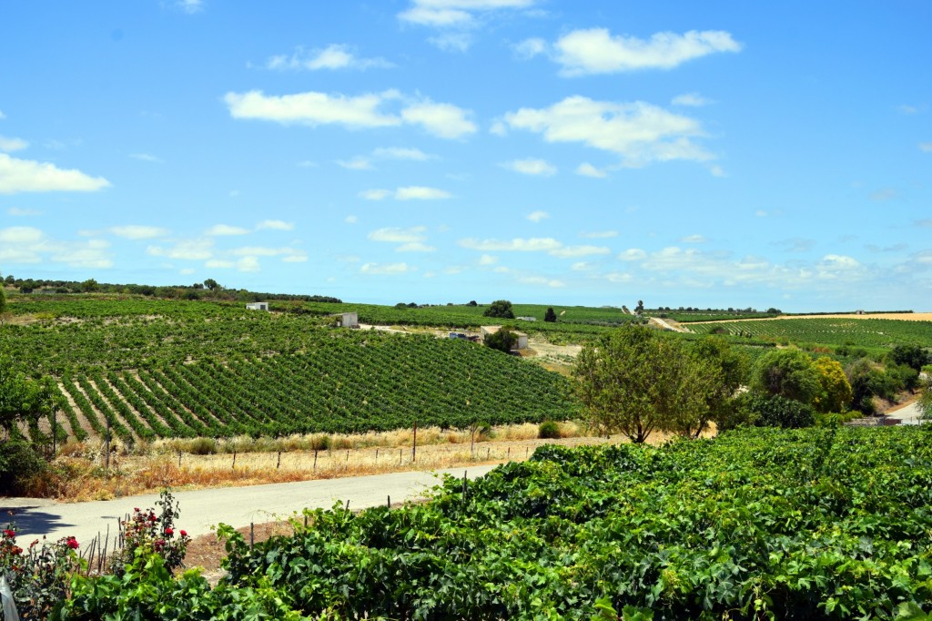 Foto: Sendero Hijuela de la Loca - Trebujena (Cádiz), España