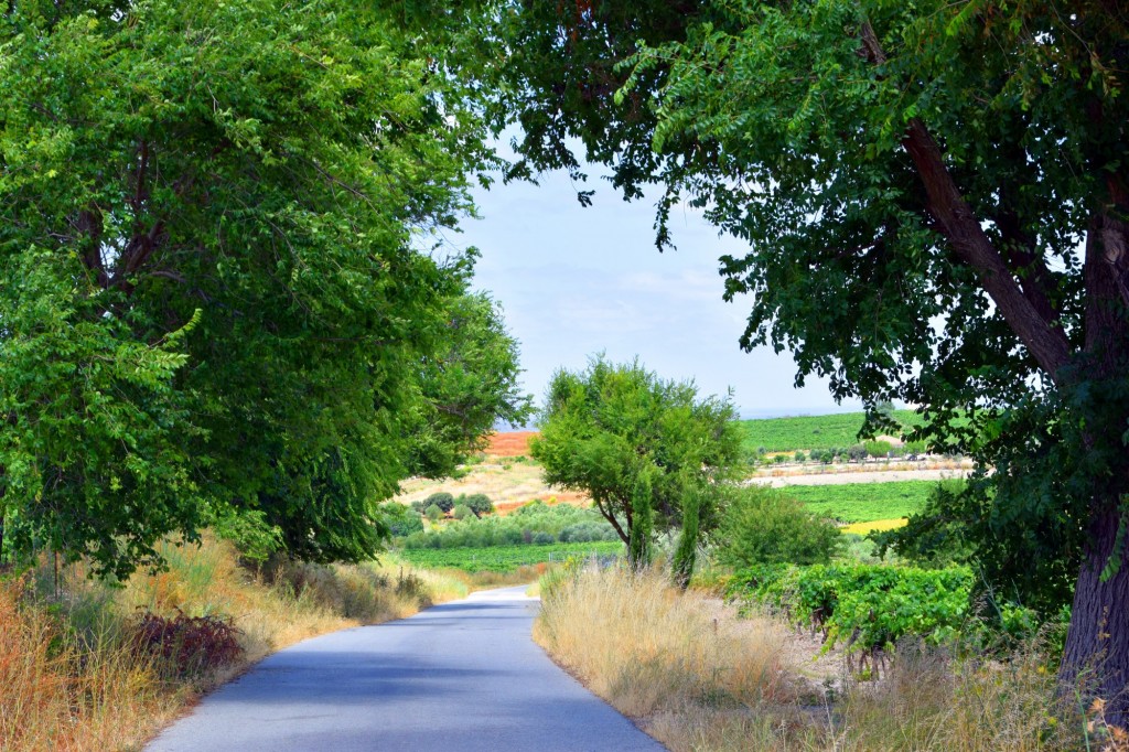 Foto: Carretera del Calvario - Trebujena (Cádiz), España