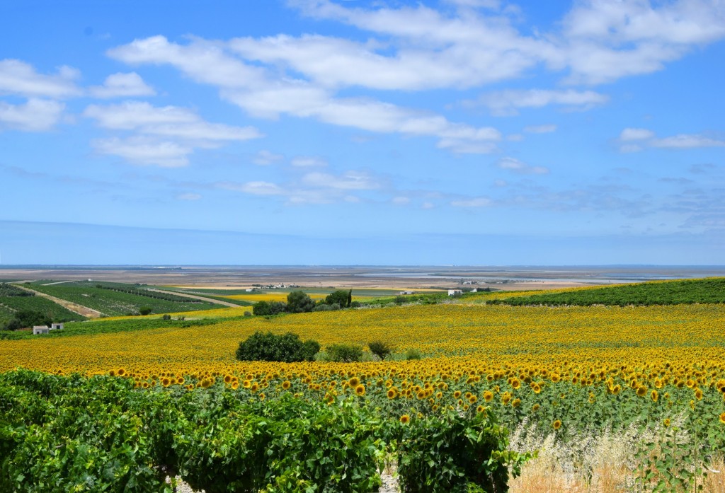 Foto: El Indiano - Trebujena (Cádiz), España