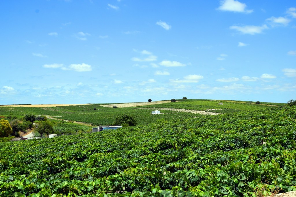 Foto: Carrascal - Trebujena (Cádiz), España