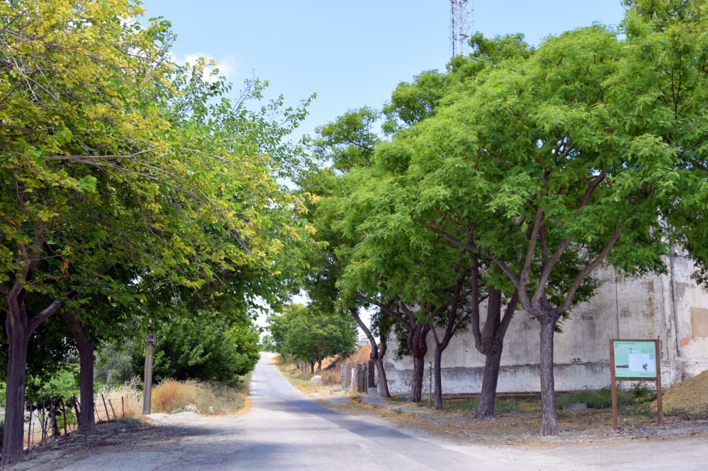 Foto: Carretera y sendero de las Haciendas - Trebujena (Cádiz), España