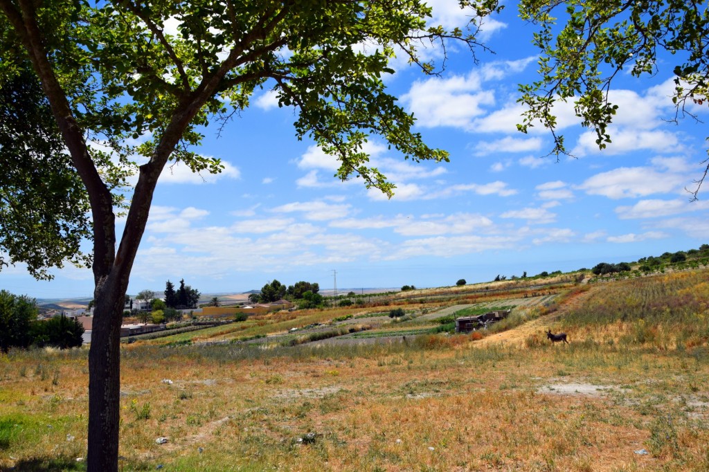 Foto: Huertos de la Ronda de Palomares - Trebujena (Cádiz), España