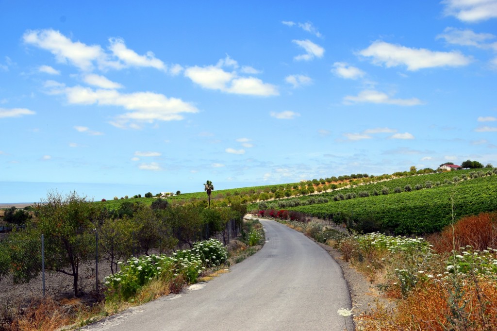 Foto: Sendero Mirador del Redondón - Trebujena (Cádiz), España